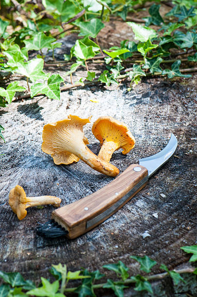istock Harvest of Chanterelles-Cantharellus cibarius 516079077