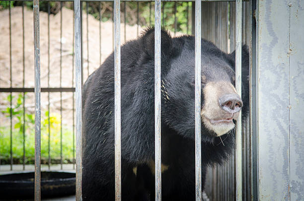 istock Asiatic black bear(Ursus thibetanus) are in cage for abstract used 516079080