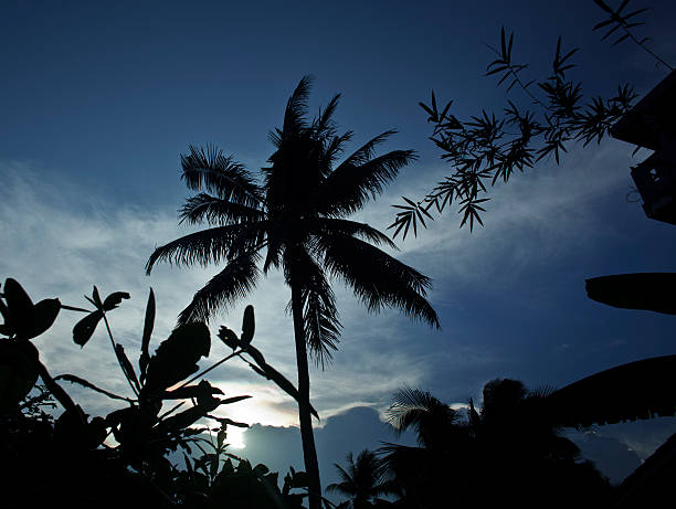 silhouette of asian exotic jungle, palms and other trees on blue sky, wild floral