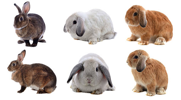 istock Adorable rabbit isolated on a white background 516084999
