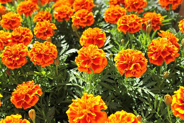istock Marigold flowers in a pot 516098596