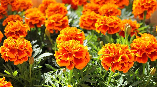 Marigold flowers in a pot Marigold flowers in a pot seedling spring yellow marigold stock pictures, royalty-free photos & images