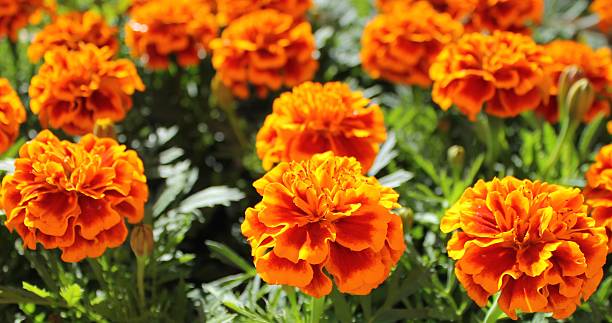 istock Marigold flowers in a pot 516098698