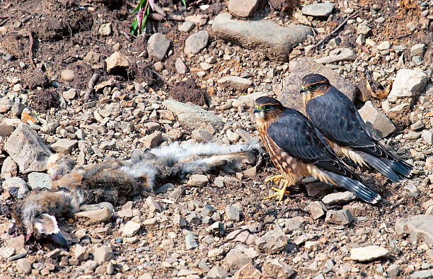 Two merlins over a kill Two merlins (small falcons) stand over a dead snowshoe hare in Denali National Park falco columbarius stock pictures, royalty-free photos & images