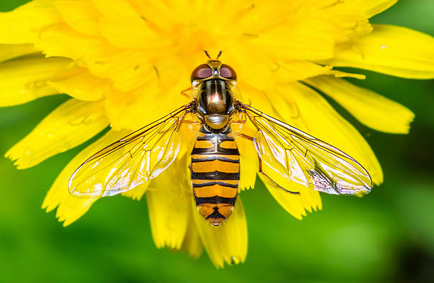 syrphe sur fleur de pissenlit jaune - syrphe photos et images de collection