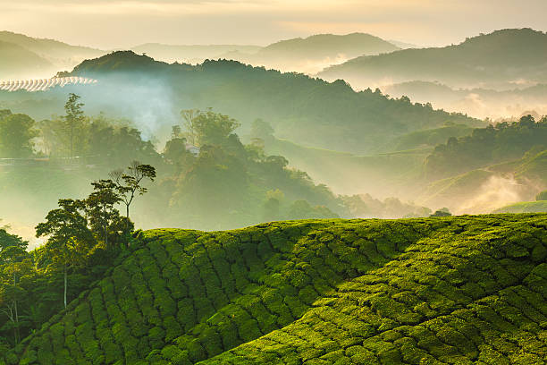 istock Misty morning at Cameron Highlands tea plantation 2 516099200