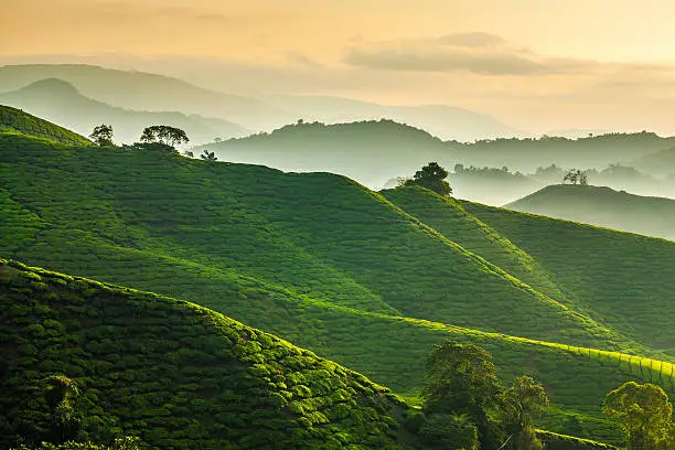 Photo of Misty morning at Cameron Highlands tea plantation overlooking layered hills