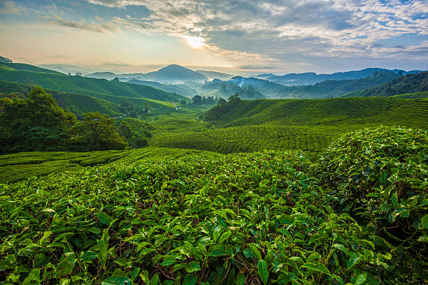 istock Misty morning in Cameron Highlands tea plantation. 516099310