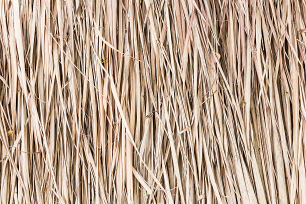 istock Thatch roof background, hay or dry grass background. 516099334