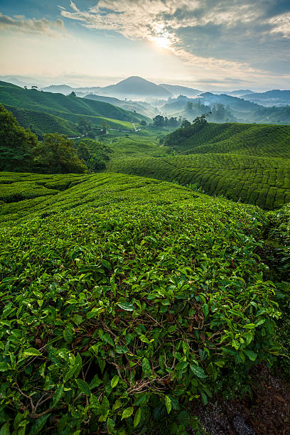 istock Misty morning in Cameron Highlands tea plantation. 516099354