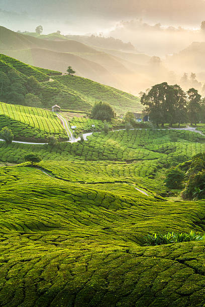 istock Cameron Highlands tea plantation in a misty morning 516099876