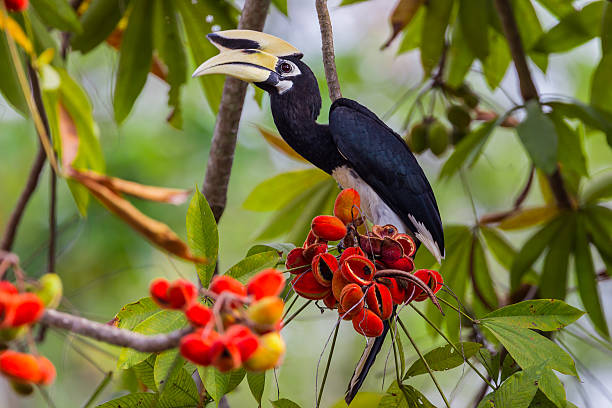 Close up portrait of Oriental pied hornbill(Anthracoceros albirostris) Close up portrait of Oriental pied hornbill(Anthracoceros albirostris) with red fruit in nature  pied stock pictures, royalty-free photos & images