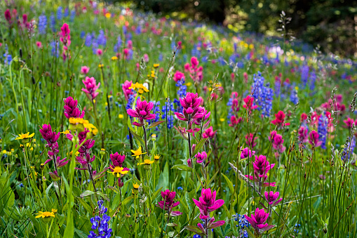 Meadow of Mountain Wildflowers - Scenic landscape nature image in pristine wilderness area.  Peak summer conditions with fields of colorful flowers.  Colorado USA.