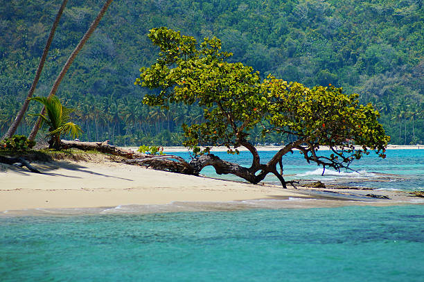 istock Tropical tree Samana, playa rincon beach, Dominican republic 516100438