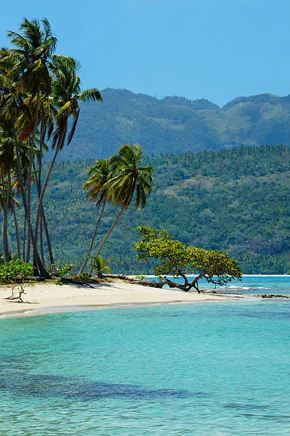 Tropical tree Samana, playa rincon beach, Dominican republic