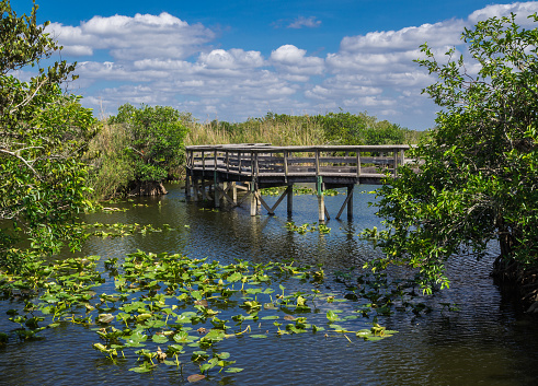 Anhinga Trail Boardwalk through the Everglades National Park, Florida