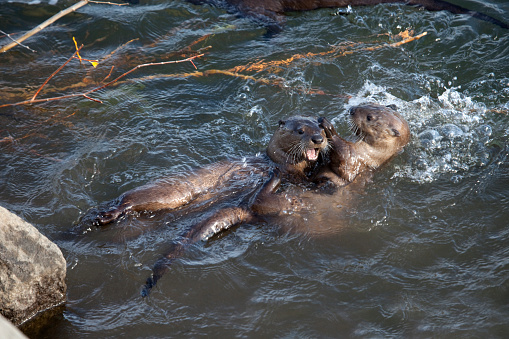 Two river otters out of a family of five swim and play in the Lamar River in Yellowstone National Park in Wyoming. An uncommon species,  laws protect river otters in Colorado, Kansas, Nebraska, South Dakota, and Wyoming.