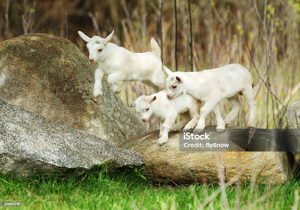 Lovely Goats Lambs are playing at a farm Young Goat - Kid Stock Photo