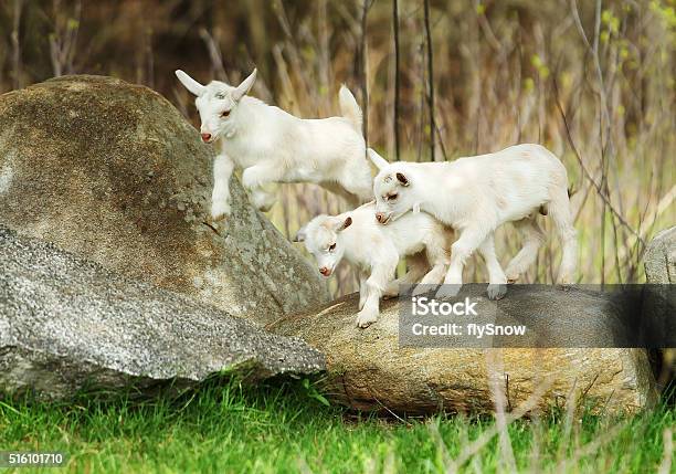 Lovely Goats Stock Photo - Download Image Now - Young Goat - Kid, Goat, Rock - Object