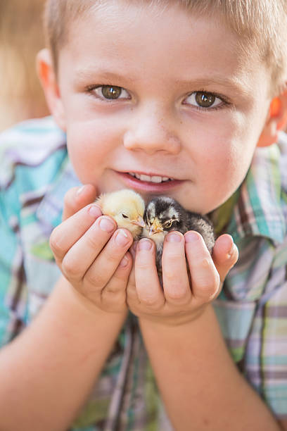 istock Child With Baby Chickens 516102366