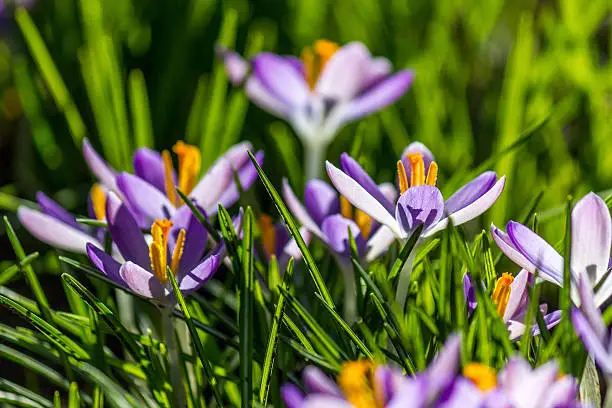 Blooming violet Crocus at springtime in the garden