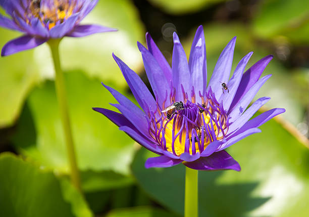 istock Colorful blooming purple (violet) water lily (lotus) 516102452