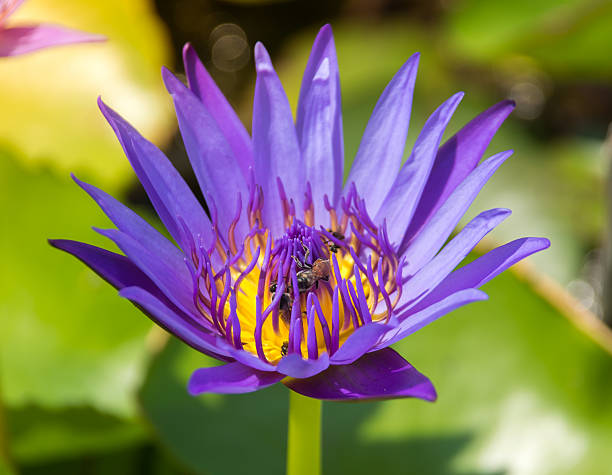 istock Colorful blooming purple (violet) water lily (lotus) 516102480