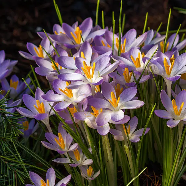 Blooming violet Crocus at springtime in the garden