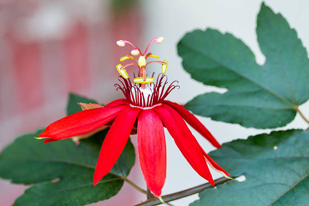 red passion flower (Passiflora Miniata) stock photo