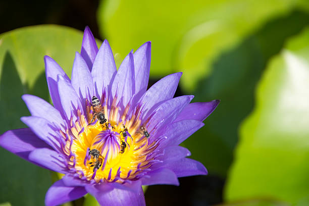 istock Colorful blooming purple (violet) water lily (lotus) 516103660
