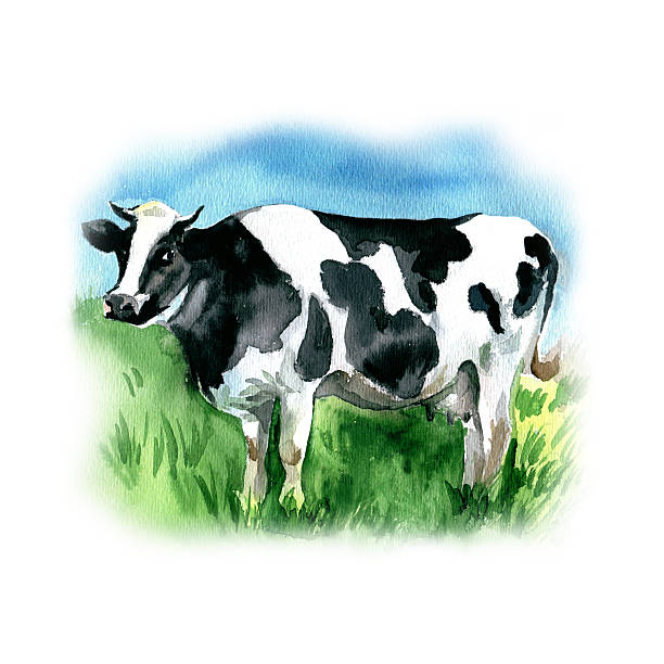 istock Watercolor hand drawn cow illustration. Cow in the meadow 516104386