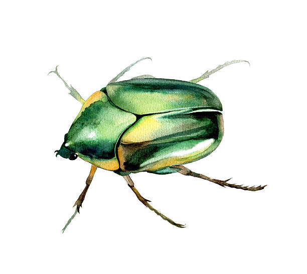 istock Watercorolor hand-drawn green  maybug. Insect watercolor sketch. 516104790