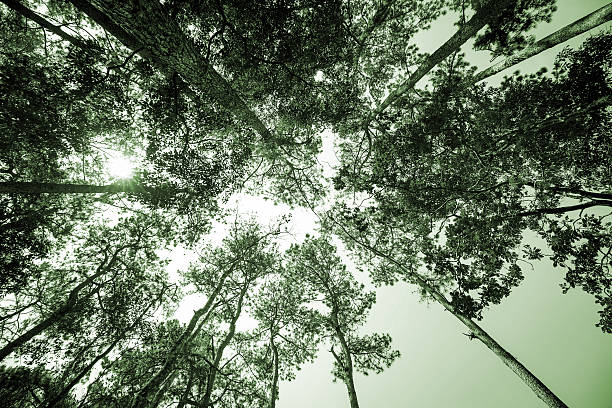 istock forest trees. nature green wood, sunlight backgrounds 516105212