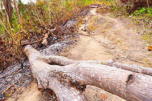 Cleared Tree Path Block 3,200+ Path Breaker Stock Photos, Pictures & Royalty-Free Images - iStock