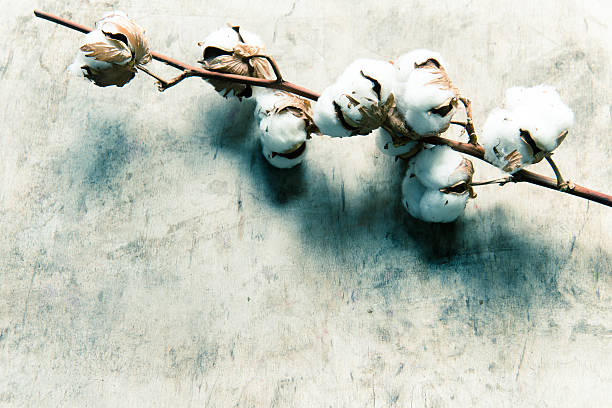 istock Cotton flowers on a branch/toned photo 516107572
