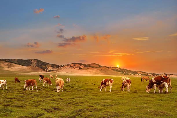 istock herd of cattle are eating grass on the grassland 516107668