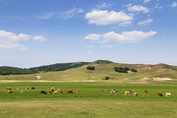 istock herd of cattle are eating grass on the grassland 516107784