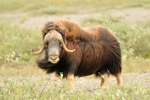 a Musk Ox stands in the wind on the North Slope tundra of Alaska