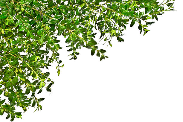 istock Background with the twigs boxwood on a white background. Easter. 516108008