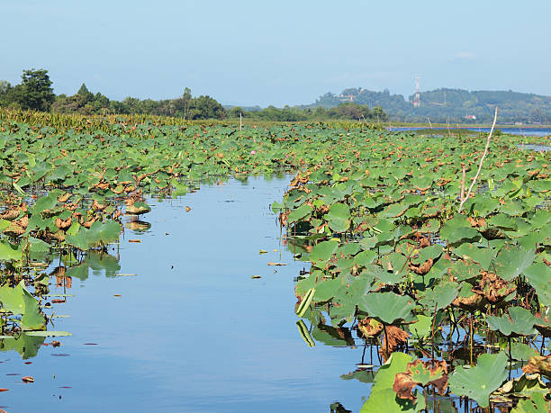 istock traveling in the lagoon 516108594