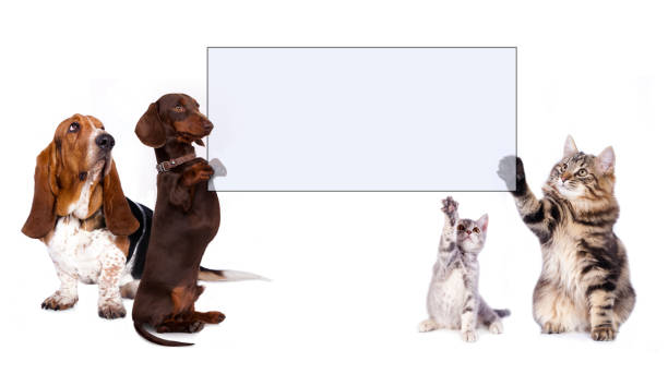 dog and cat dachshund dog and cat paws holding banner political joke stock pictures, royalty-free photos & images