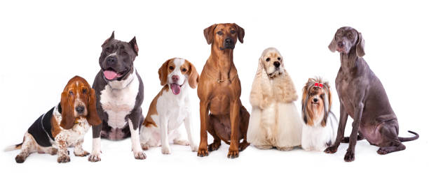 istock American Cocker Spaniel and biewer Yorkshire terrier 516110696