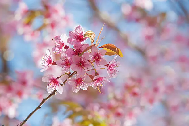 soft color of Thailand Sakura pink flower for background soft focus.