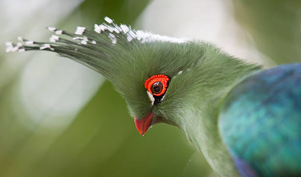 istock Head shot of Schalow's Turaco (Tauraco schalowi) 516110827