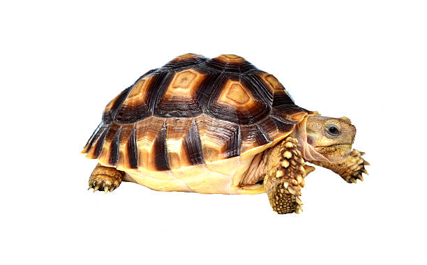 istock african spurred sulcata  of white background 516110851