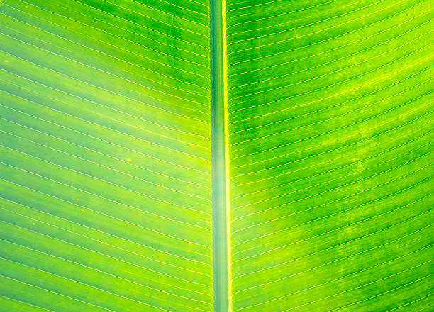 istock Close up shot of green leaf image. 516110927