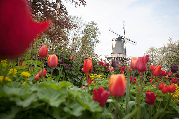 istock dutch windmill over rows of tulips field , Holland 516110962
