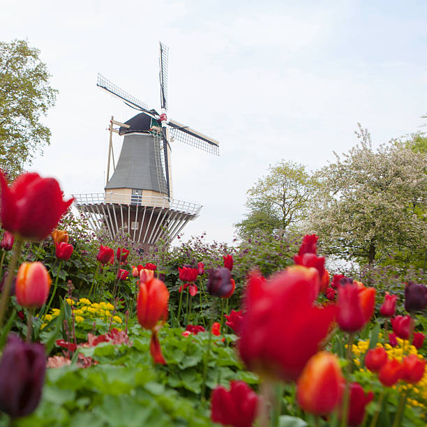 istock dutch windmill over rows of tulips field , Holland 516110990