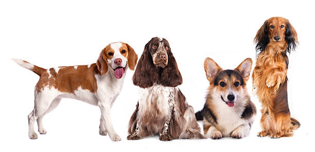 istock group of dogs 516111650