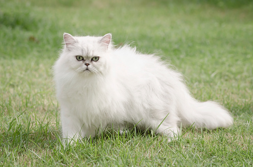 White persian cat walking on green grass